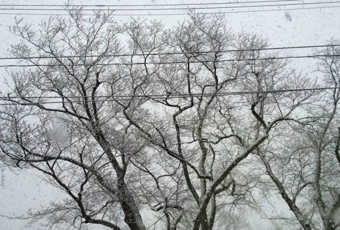 桜の木に雪の華が満開！試練の寒さと雪 | ウェザーニュース