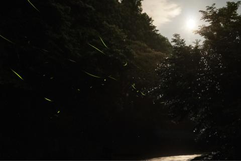 幻想的な蛍の光 注目の空の写真 ウェザーニュース