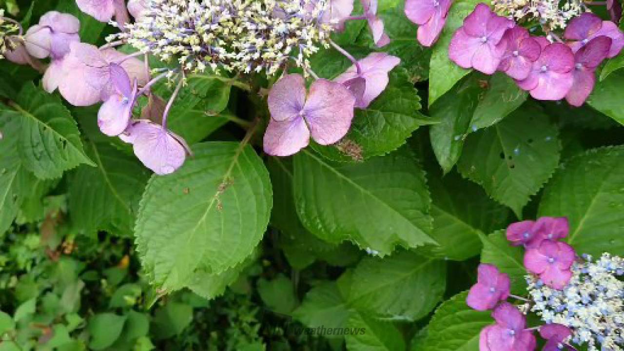 日陰にある紫陽花はまだ咲いていますが 東京都府中市 タケ無限NSR50 ウェザーニュース