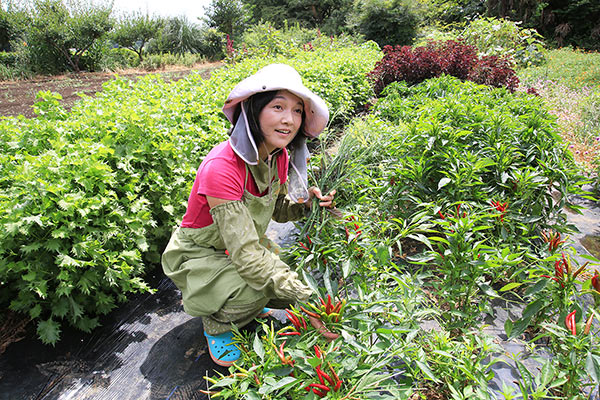 日を燦々（さんさん）と浴びて育つトウガラシ