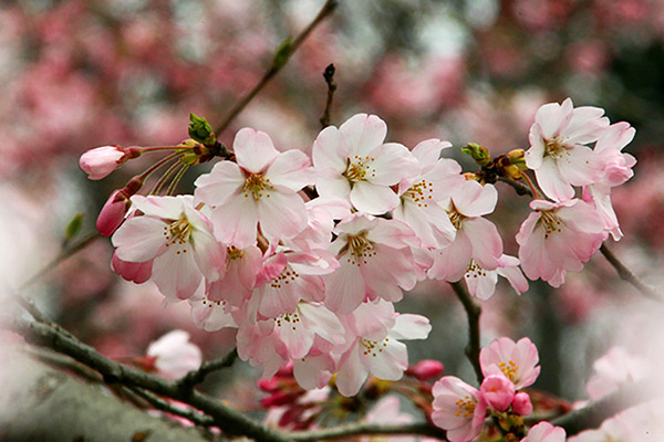 写真の桜がヒント！
