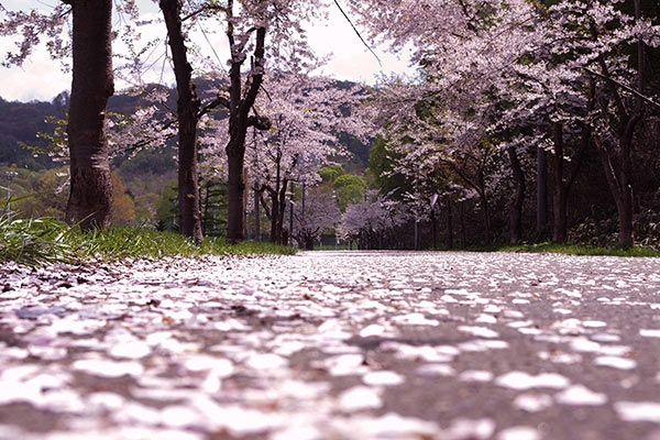 写真の桜並木がヒント！