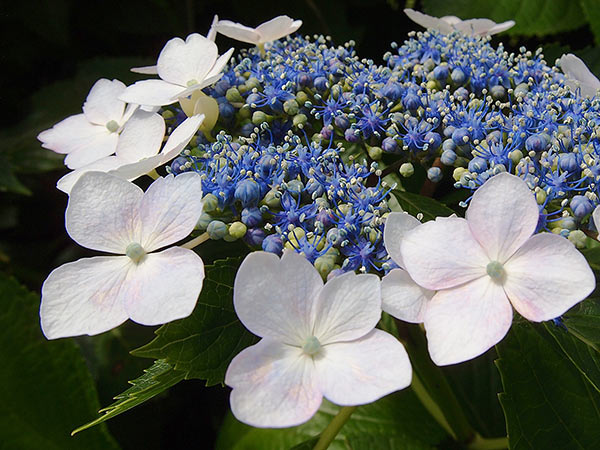 日本のガクアジサイがすべてのルーツ