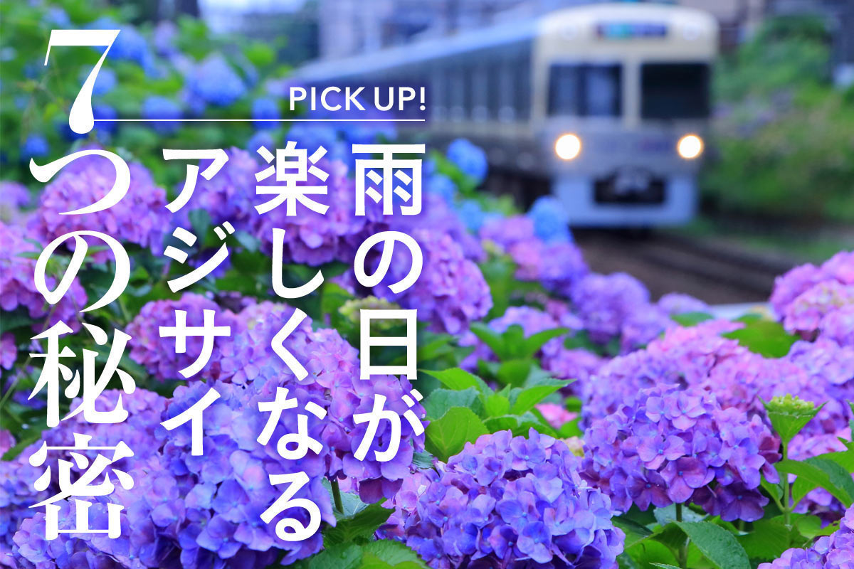 雨の日が楽しくなる アジサイ7つの秘密 - 月刊SORA