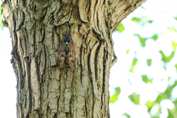 「蝉がしきりと鳴いている」