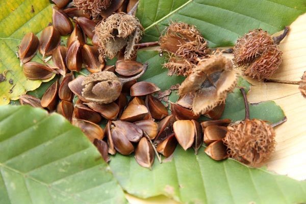 クマが大好物のブナの堅果（ドングリ）