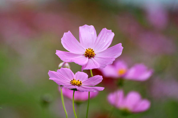 陽だまりに咲く秋桜