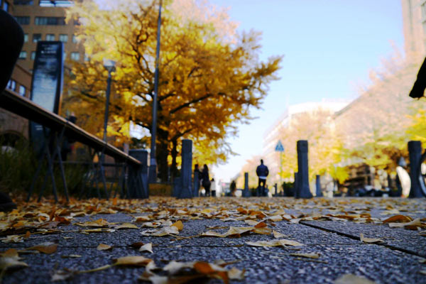 落ち葉の舞い散る秋の歩道