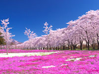 緑ケ丘公園の桜 名所情報21 北海道苫小牧市 桜開花 名所情報 ウェザーニュース