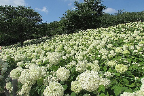 あじさい情報 Dメニュー天気