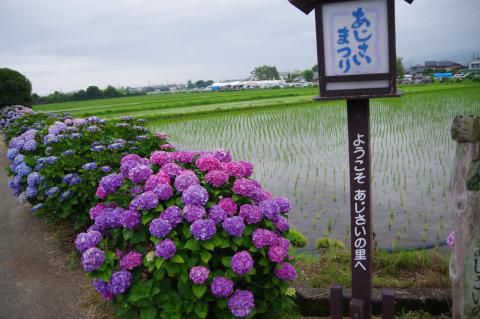 あじさい 開成町 あじさいの里 神奈川 の紫陽花の見頃 様子