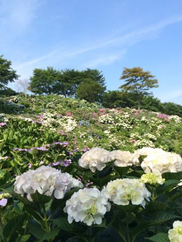 あじさい うつぶな公園 山梨 の紫陽花の見頃 様子