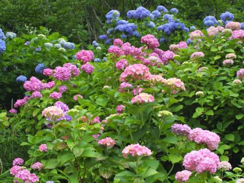 あじさい 関市板取21世紀の森公園あじさい園 岐阜 の紫陽花の見頃 様子