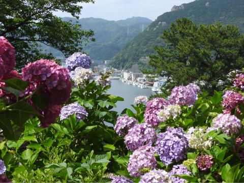 あじさい 下田公園 静岡 の紫陽花の見頃 様子