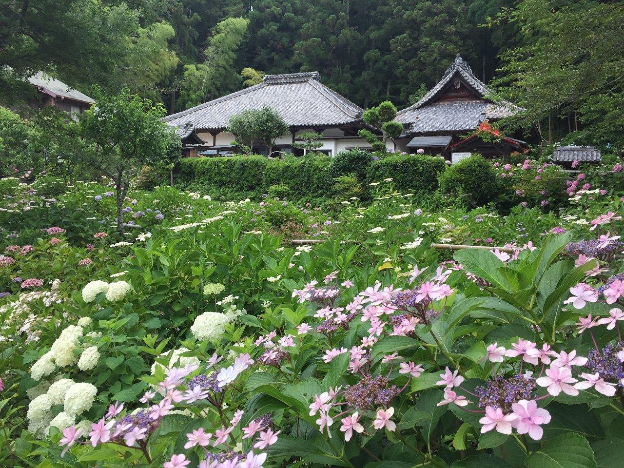 あじさい 極楽寺 静岡 の紫陽花の見頃 様子