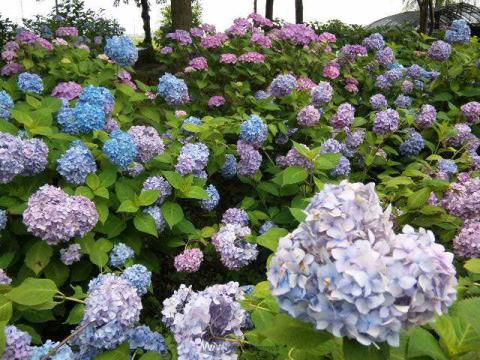 あじさい もりやま芦刈園 滋賀 の紫陽花の見頃 様子