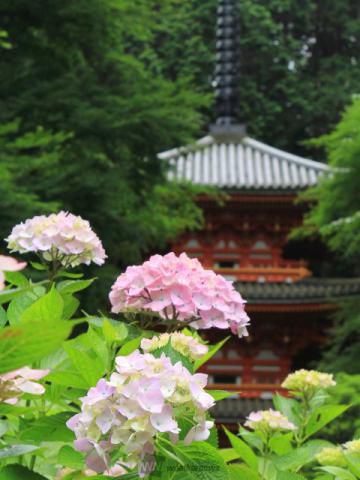 あじさい 岩船寺 京都 の紫陽花の見頃 様子