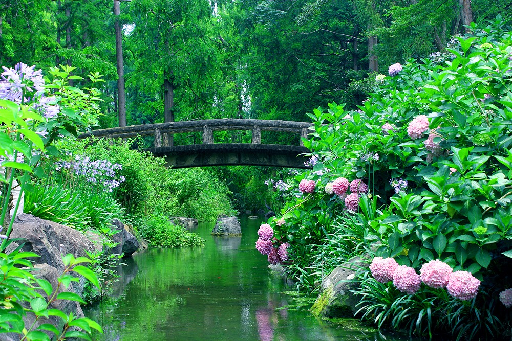 あじさい 大阪市立長居植物園 大阪 の紫陽花の見頃 様子