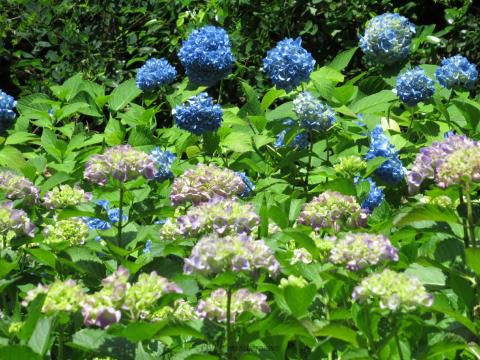 あじさい 神戸市立森林植物園 兵庫 の紫陽花の見頃 様子