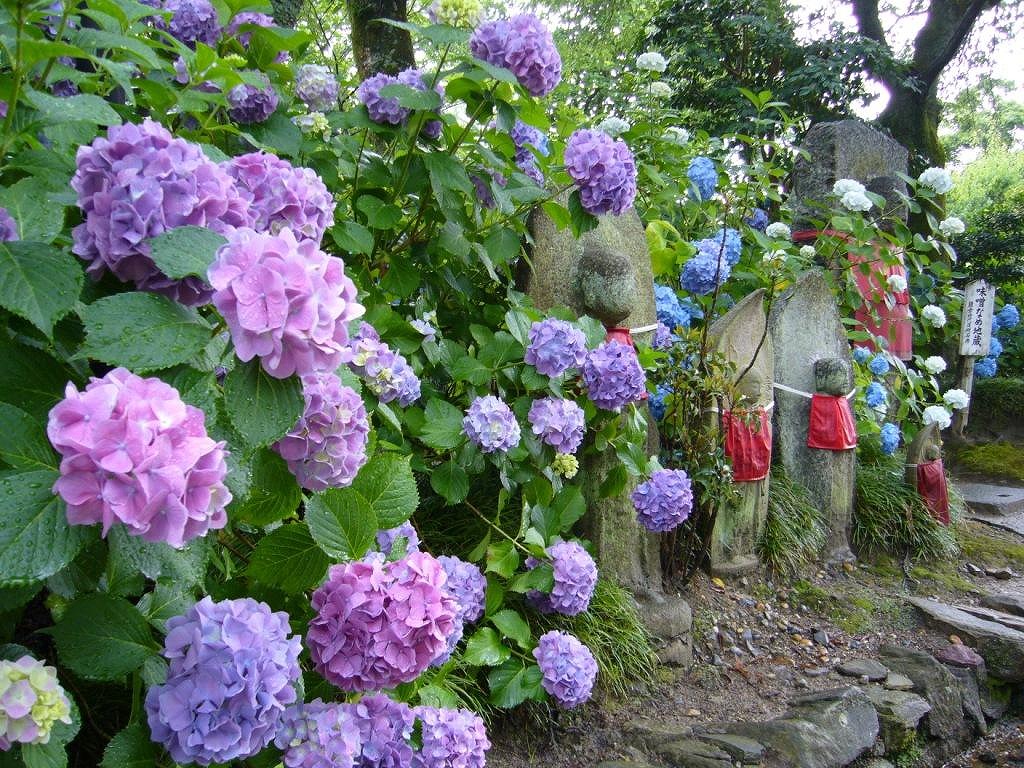 あじさい 矢田寺 奈良 の紫陽花の見頃 様子