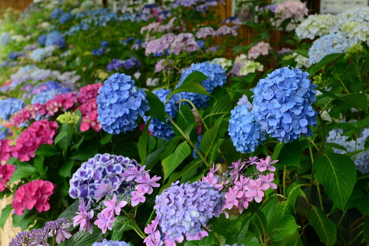 あじさい 広島市植物公園 広島 の紫陽花の見頃 様子