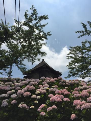 あじさい 高塔山公園 福岡 の紫陽花の見頃 様子
