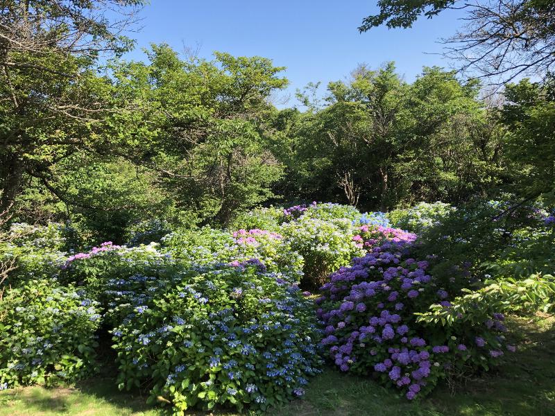 立象山公園(あじさい広場)