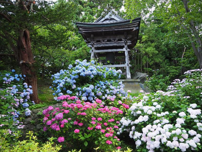 あじさい 伊達市有珠善光寺 北海道 の紫陽花の見頃 様子