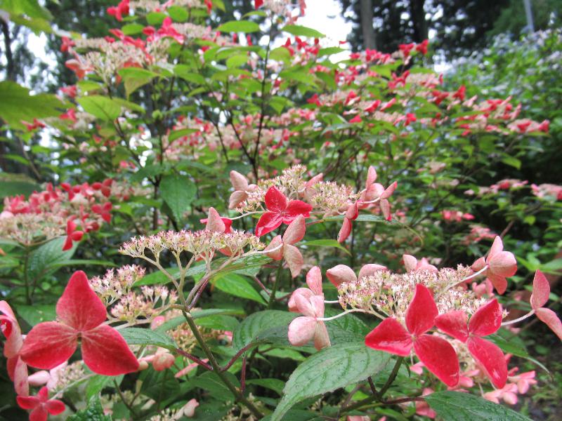 あじさい みちのくあじさい園 岩手 の紫陽花の見頃 様子