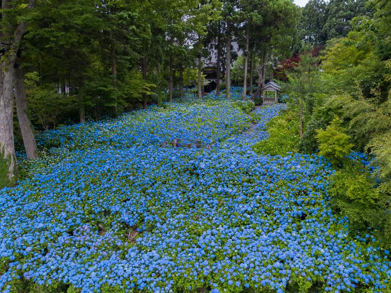雲昌寺のあじさい見頃情報