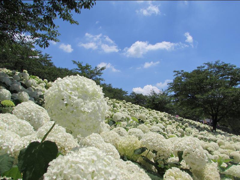 幸手権現堂堤 県営権現堂公園 のあじさい見頃情報