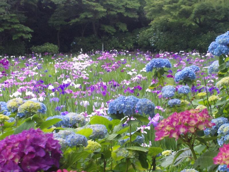 本土寺のあじさい見頃情報