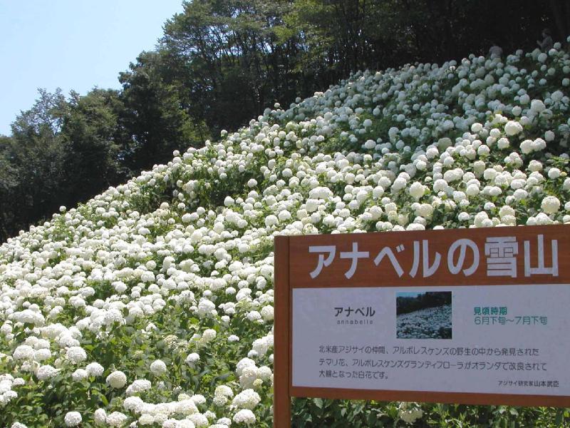 わんダフルネイチャーヴィレッジ(東京サマーランド)あじさい園
