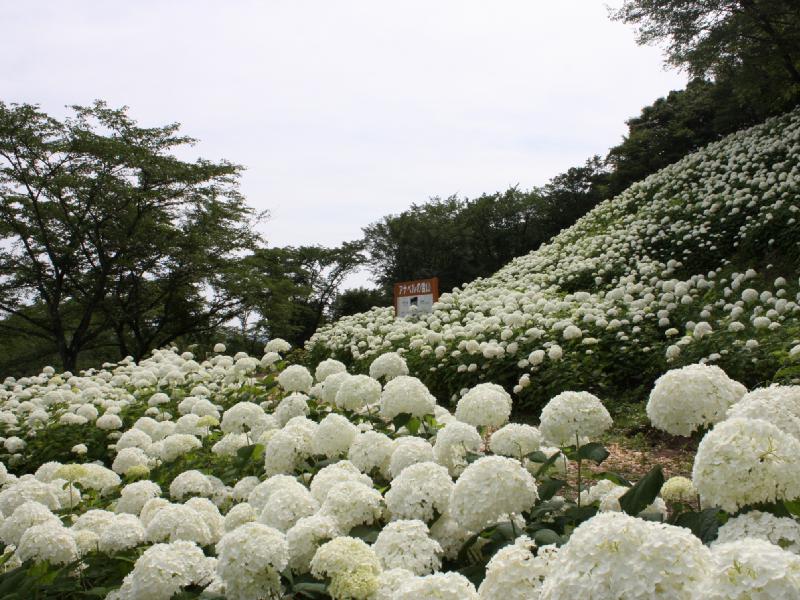 わんダフルネイチャーヴィレッジ 東京サマーランド あじさい園のあじさい見頃情報