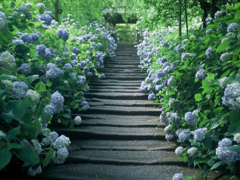 あじさい 明月院 神奈川 の紫陽花の見頃 様子