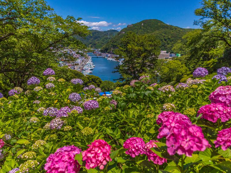 あじさい 下田公園 静岡 の紫陽花の見頃 様子