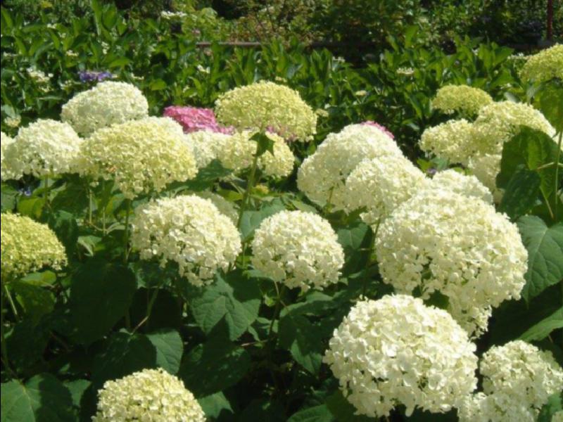 あじさい 極楽寺 静岡 の紫陽花の見頃 様子