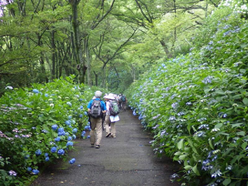 あじさい 大阪府民の森ぬかた園地 大阪 の紫陽花の見頃 様子