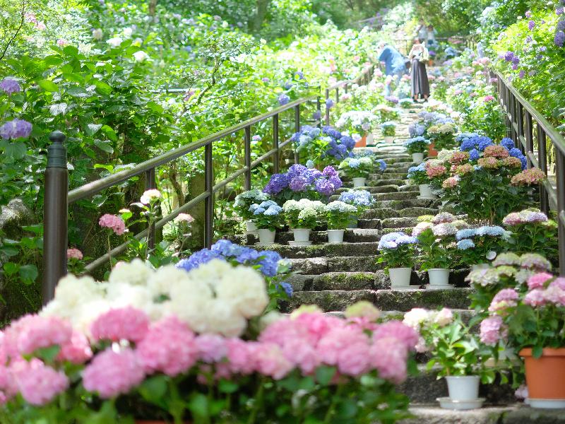 長谷寺のあじさい見頃情報