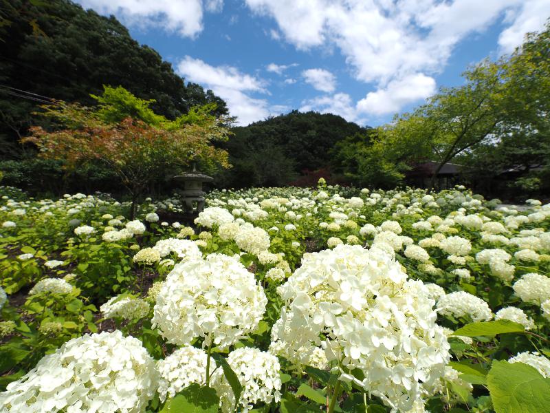 あじさい 美咲 花山園 岡山 の紫陽花の見頃 様子