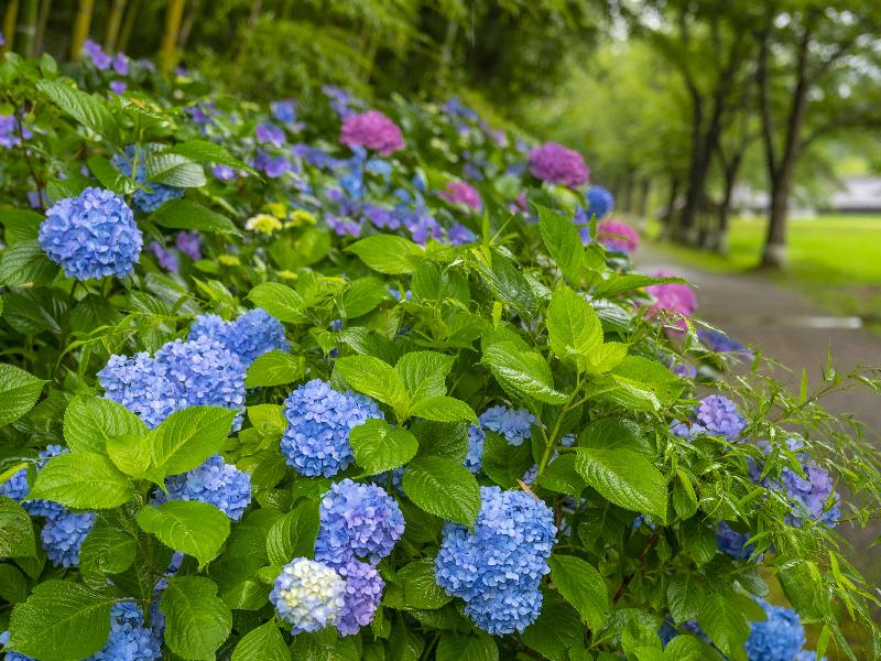 あじさい 国営備北丘陵公園 広島 の紫陽花の見頃 様子