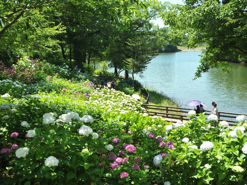 あじさい 国営讃岐まんのう公園 香川 の紫陽花の見頃 様子