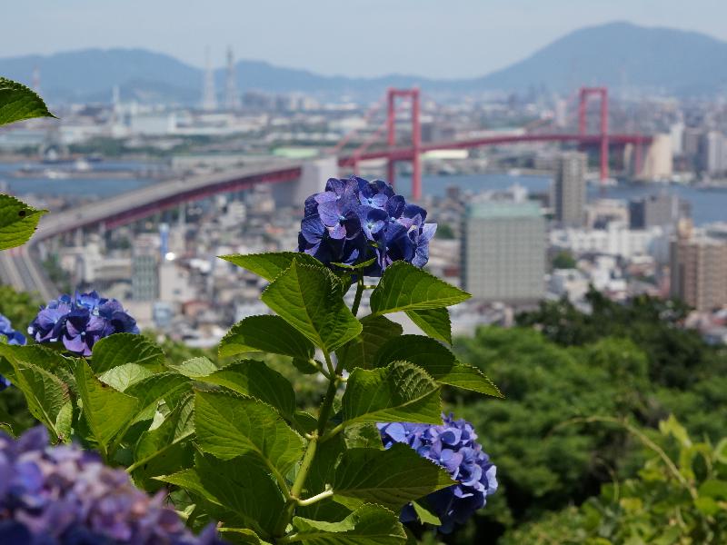 あじさい 高塔山公園 福岡 の紫陽花の見頃 様子