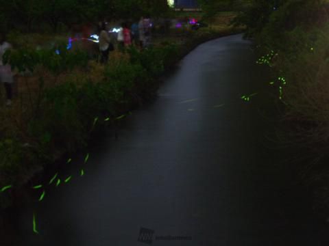 ほたる ほたる公園 岐阜 の蛍の見頃 ホタルの観賞スポット