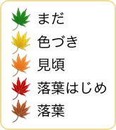 紅葉情報 名所の見頃予想なら 紅葉ch ウェザーニュース