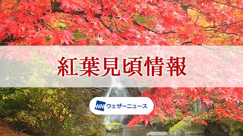 神奈川の紅葉見頃情報 紅葉ch ウェザーニュース