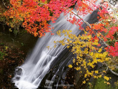 恵庭渓谷 石狩 北海道 の紅葉見頃情報 紅葉情報 ウェザーニュース