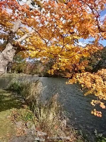 大沼公園 渡島 北海道 の紅葉見頃情報 紅葉情報 ウェザーニュース