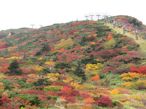 宮城蔵王 宮城 の紅葉見頃情報 紅葉情報 ウェザーニュース