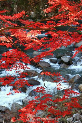 夏井川渓谷 福島 の紅葉見頃情報 紅葉情報 ウェザーニュース